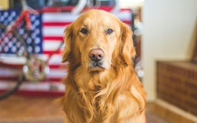 Moving to Portugal with Pets: From Travel Tips to Local Pet Laws