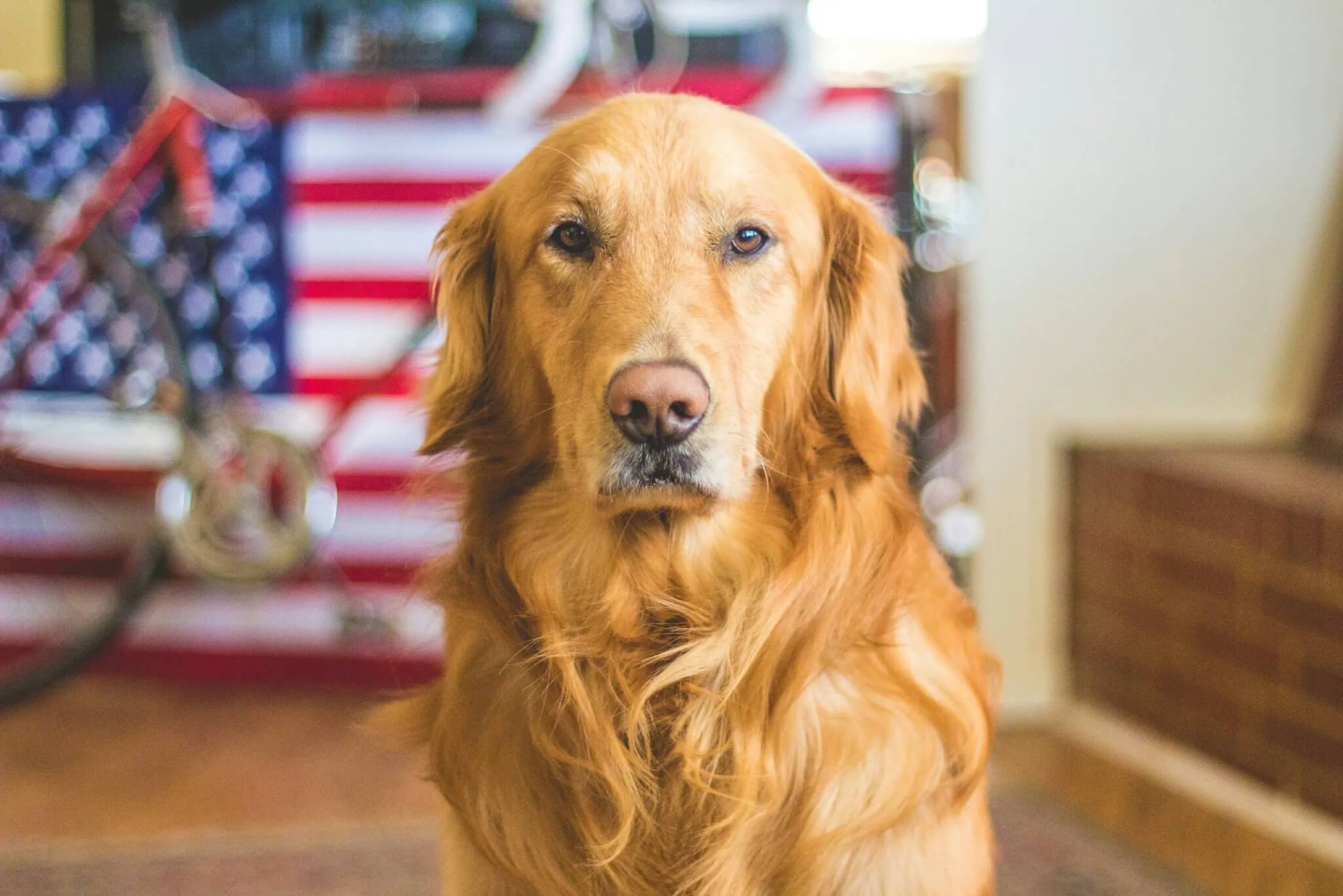 Moving to Portugal with Pets: From Travel Tips to Local Pet Laws